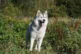 SIBERIAN HUSKY 857